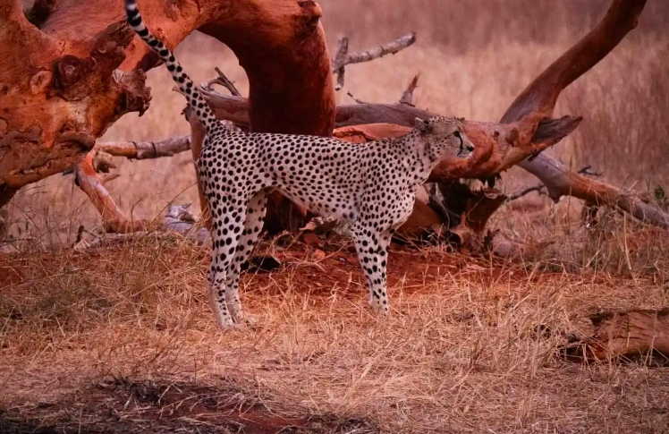 Kenya Safari: i colori dell'Africa dallo Tsavo Est al mare di Malindi